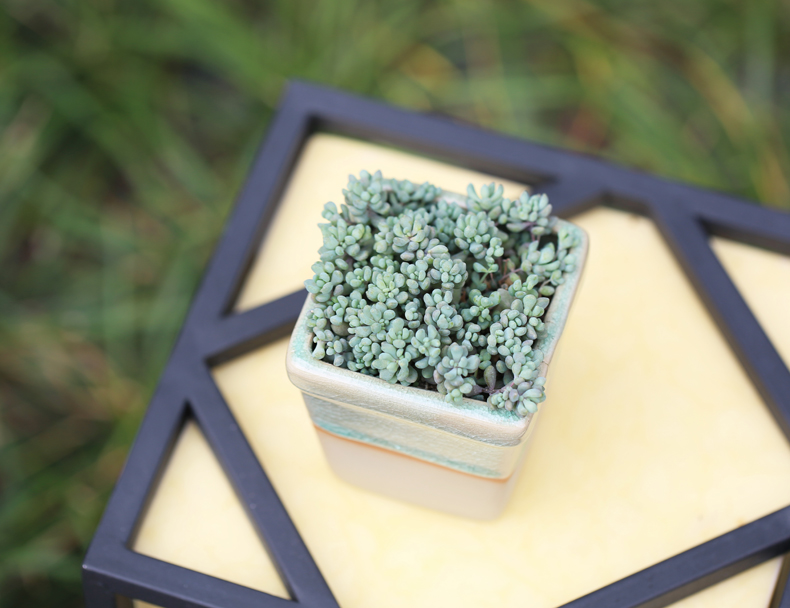 多肉修根用什么土好养活,多肉修根上盆多久可浇水