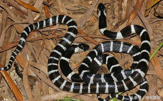 盘点我国毒蛇种类,盘点毒蛇最多的几个国家