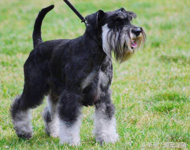 狗狗什么时候才不掉毛,不掉毛的狗狗100种
