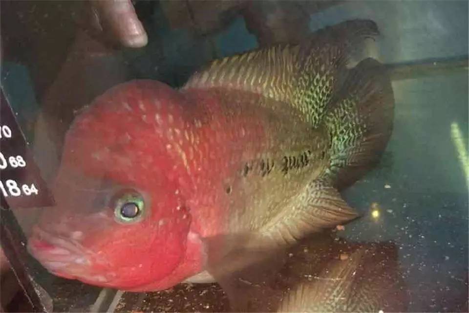 头洞治疗详细过程，你值得拥有！