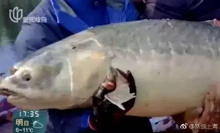 上海男子和妹妹说：给爸妈送终的事就交给你了！半个月有人在一条河里发现了他！