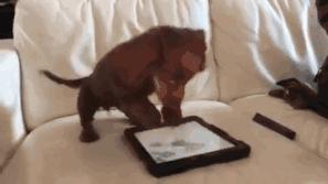 陪伴我十二年的狗狗也渐渐老去,狗狗渐渐老去