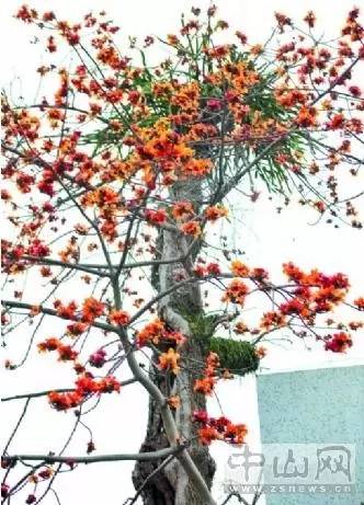 去年中山人花了2.44亿元做这件事,你贡献多少?|速览