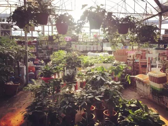 成都鲜花包月99每月4次,花费上万测评1个月