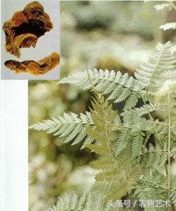 茎块中草药图谱大全,本草纲目中草药图谱