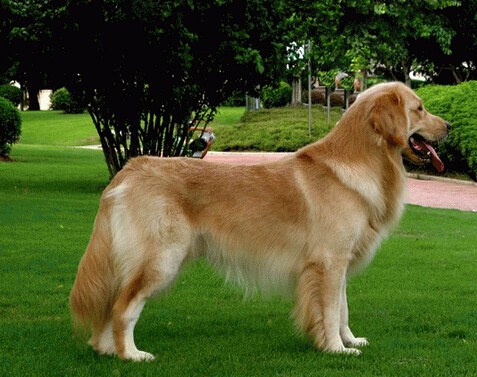 七岁的狗狗后腿无力是什么原因,老年狗狗后腿无力能缓解