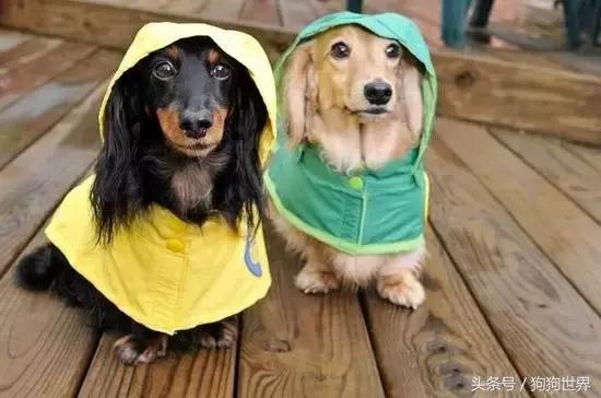 狗狗第一次来月经注意事项,狗狗生产后的5大注意事项