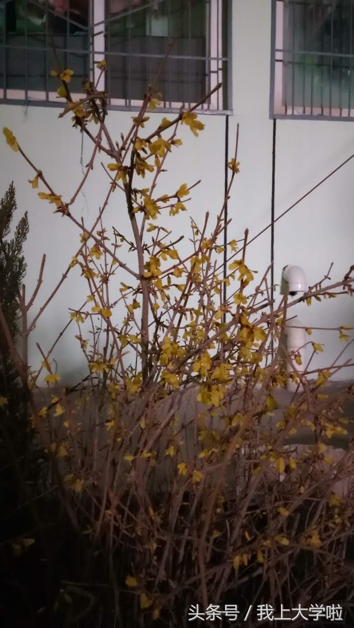 延大，我想许你十里桃花，谢谢你！