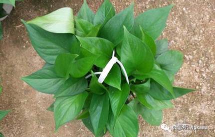 绿萝叶子偏黄的原因及解决方法,绿萝叶子都黄了是什么原因造成的