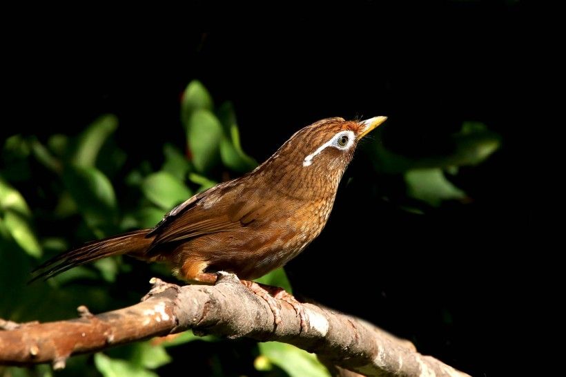 鸟厌食怎么办,鸟挑食怎么办