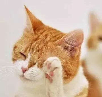 关于招财猫，你应该知道这些事