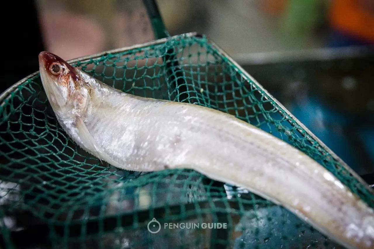 江鲜春季,春天江鲜