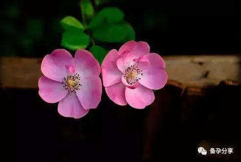 清宫图是真的假的,清宫是否属实