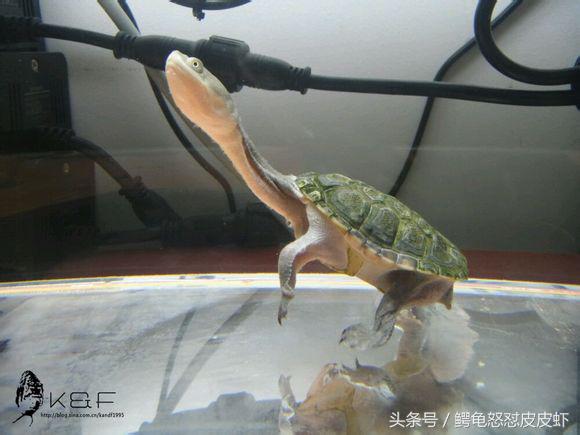 各种宠物龟饲养方法大全,宠物龟超容易养活饲养指南多图