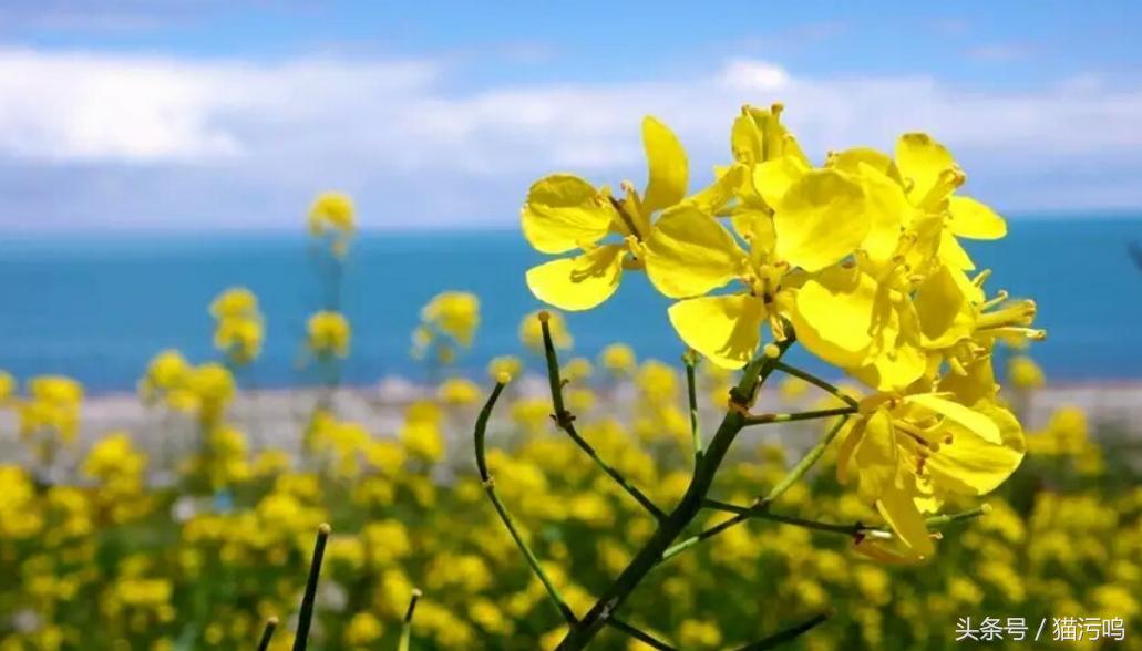 花的海洋让人心情愉悦,花的海洋真实图片大全