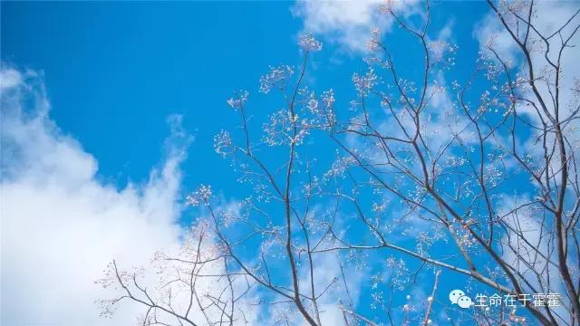 拉面 · 自动贩售机 · 雪｜云之彼岸的日本欢脱之旅