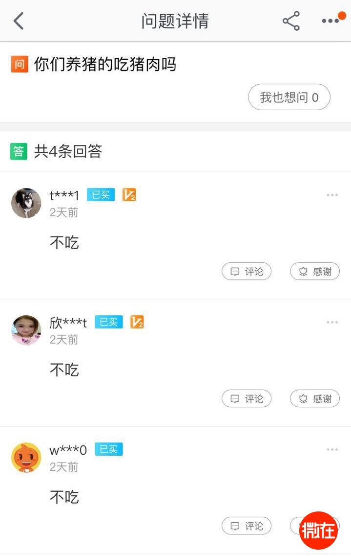 可以当宠物养的猪,猪当宠物养