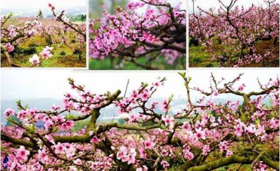 江油值得一逛,江油小城美不美