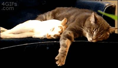 小兔砸月亮,小兔砸崽子