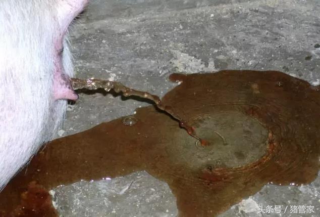 母猪产后排尿困难同时便秘,母猪产后尿困难有何偏方