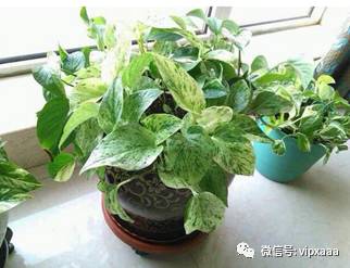 绿萝叶子黄了什么原因造成的,绿萝的叶子会变黄的原因