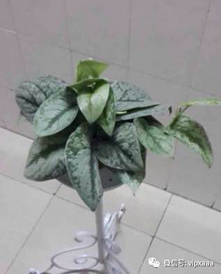 绿萝叶子黄了什么原因造成的,绿萝的叶子会变黄的原因