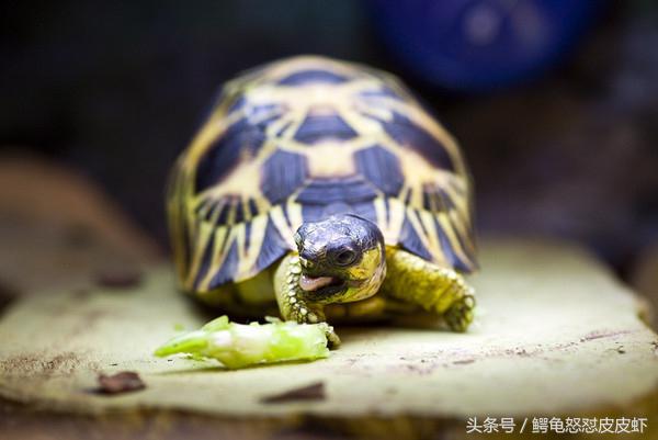 各种宠物龟饲养方法大全,宠物龟超容易养活饲养指南多图