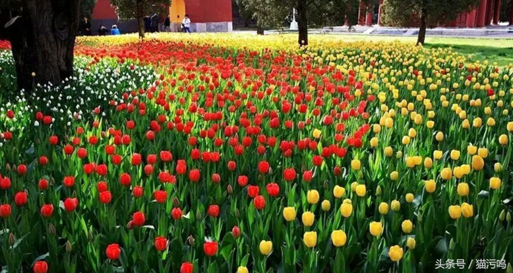 花的海洋让人心情愉悦,花的海洋真实图片大全