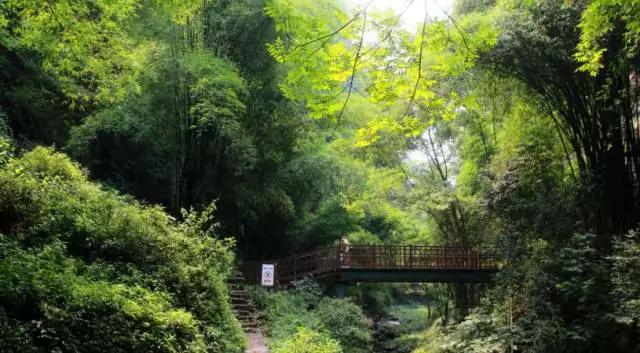 成都周边踏青二日游自驾游,春节成都看花好玩的地方推荐