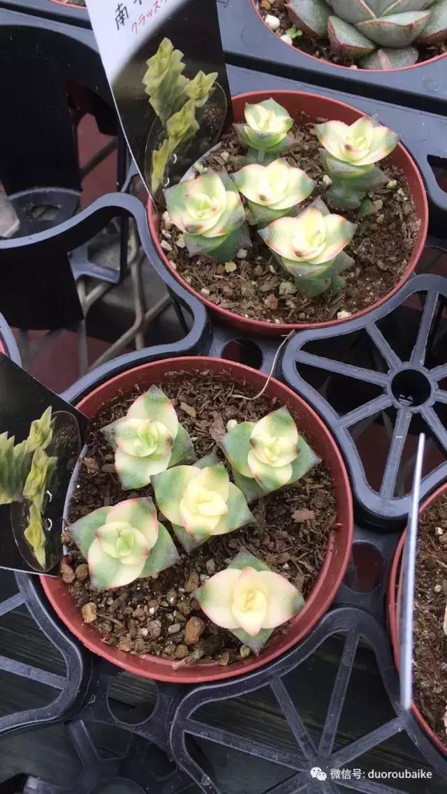 日本最好的多肉大棚,走进日本北海道