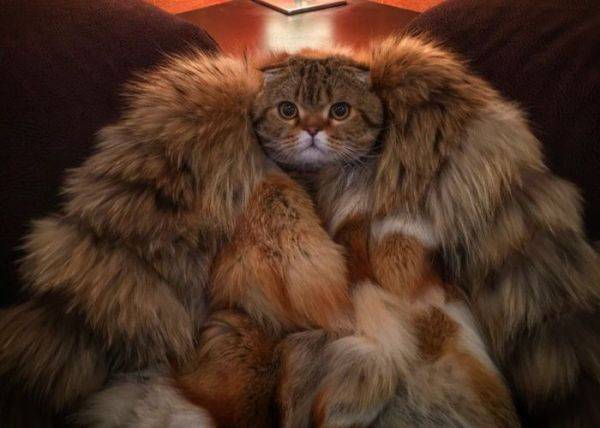 大家都在说东北话歌曲,有一首说东北话的歌