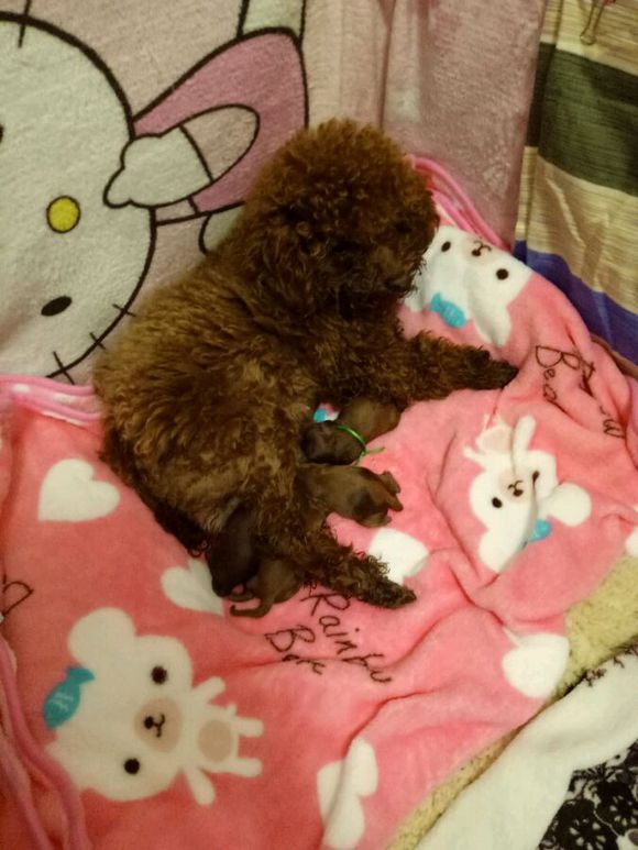 泰迪狗狗超过预产期还没生怎么办,怀孕的泰迪40天没有肚子