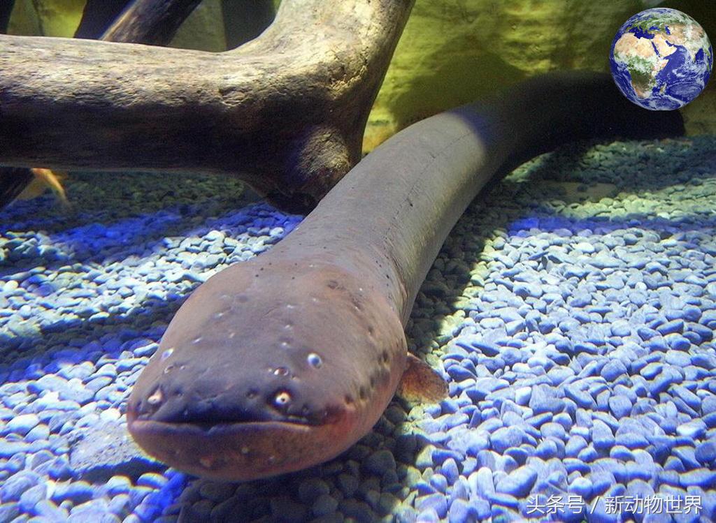 电鳗为什么不会电死,电鳗为什么不会被自己电死