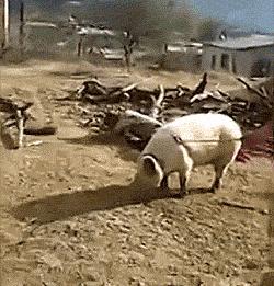 今日GIF「20期」：联合国确认1992年生的人已经步入中年