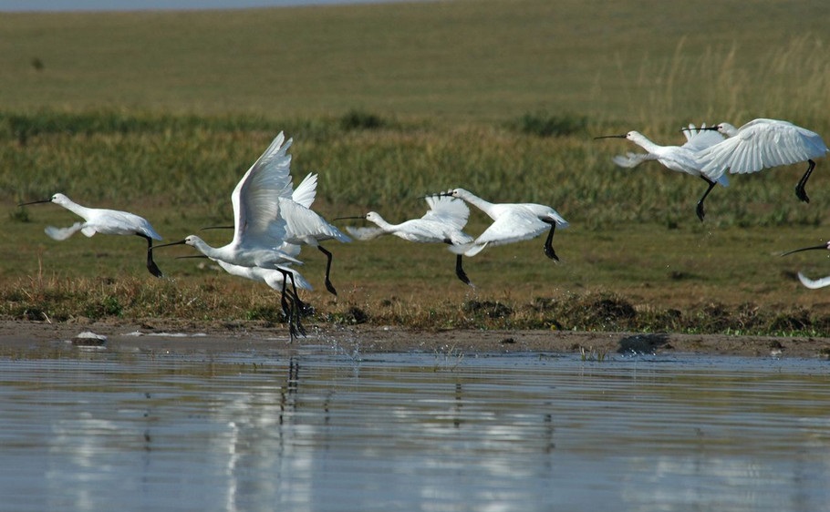达里诺尔湖鸟类排名,鸟类的天堂达里诺尔湖