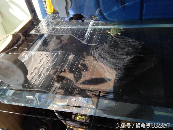 各种宠物龟饲养方法大全,宠物龟超容易养活饲养指南多图