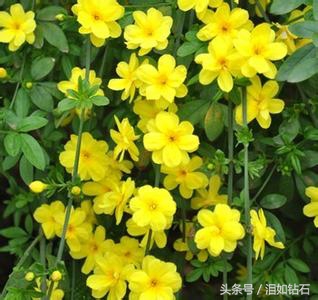 被德国称为“钥匙花”的是迎春花，也是名贵的花卉之一