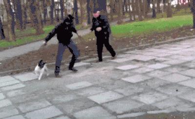 三个月狗狗挑食偏瘦但很活泼,狗狗小时候也可爱长大后更卡