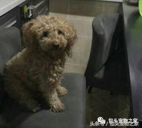 包头市认领狗狗,包头狗狗救助