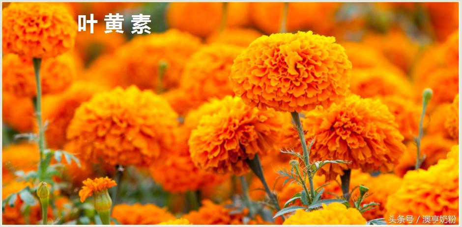 爱宝宝奶粉好喝吗,为什么奶粉颜色都不一样