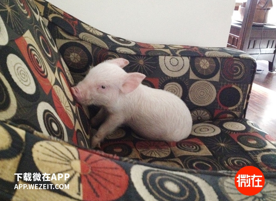 可以当宠物养的猪,猪当宠物养