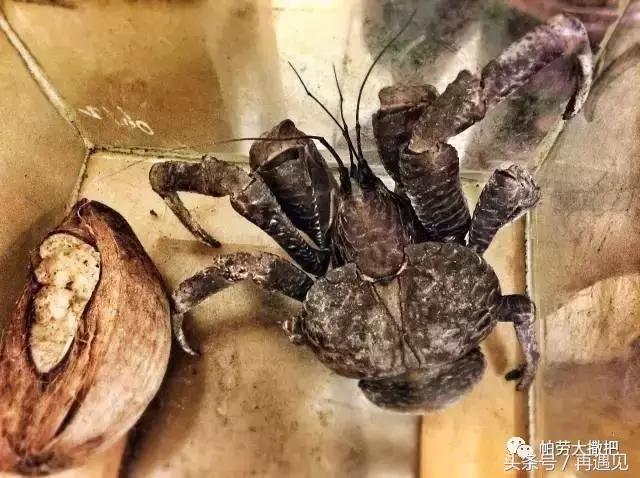 帕劳旅游物价视频,帕劳真正的物价