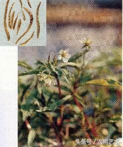 袖珍中草药彩色图谱,茎块中草药图谱大全