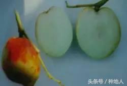 最甜枣树品种子弹头枣,什么枣树品种好吃又甜又大