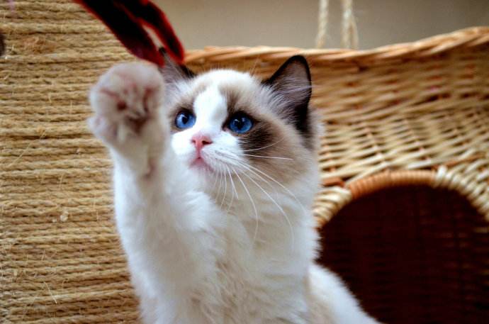 猫癣传染给人怎么治疗好得快,猫癣传染人好治吗