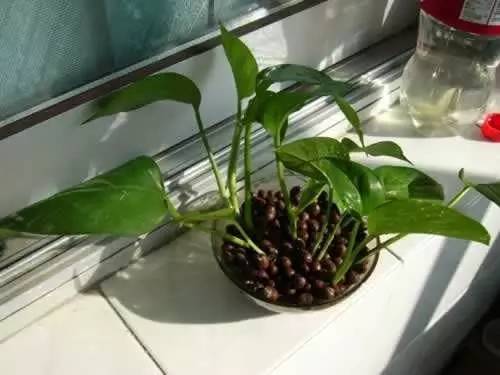 土培绿萝转水培后烂根,土培转水培的绿萝正确方法