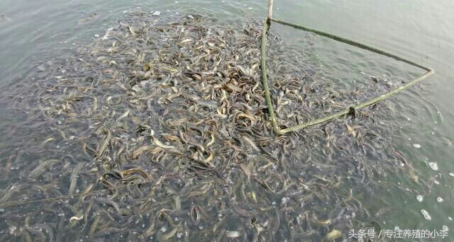 泥鳅养殖网箱视频,泥鳅黄鳝网箱养殖视频