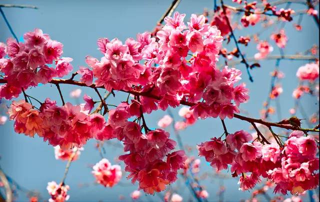 说走就走的踏青,说走就走的看花之旅