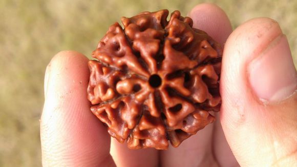 假金刚菩提落地红,小金刚菩提和落地红的区别