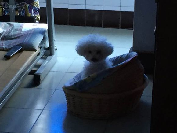 陪伴6年的狗因病失明,陪伴很久的狗狗去世了